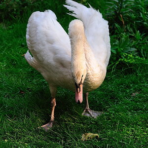 Killerschwan