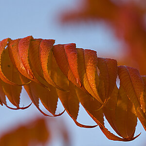 herbst1
