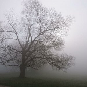 027 Baum im Nebel klein