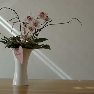 Orchidee im Sonnenstrahl...