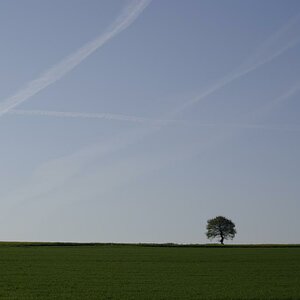 Einfach nur ein Baum...