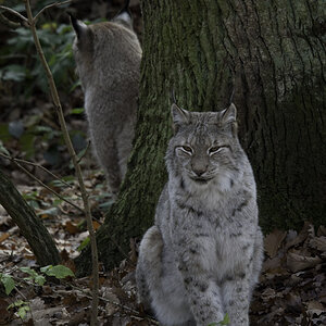 doppel luchs