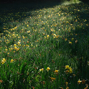 DSC 5209 NF F
Narzissenblüte