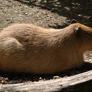 zoo 12.6.09 009