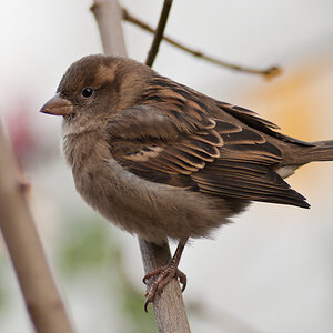 Spatz 5655 2