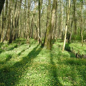 comp Licht im Wald 4