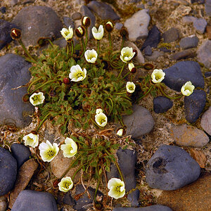 Blumen auf Franz Josef Land