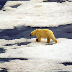 Eisbär im Franz Josef Land