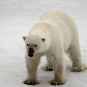Eisbär im Franz Josef Land