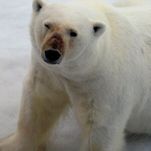 Eisbär im Franz Josef Land