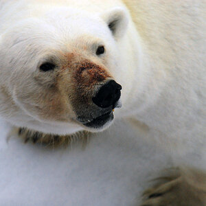 Eisbär im Franz Josef Land
