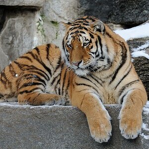 Tierpark im Winter 04