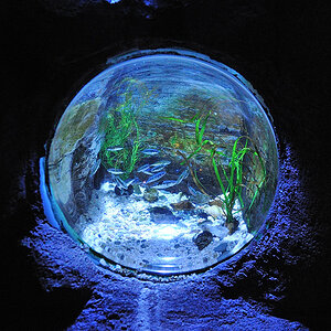 Sealife01