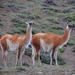Guanacos