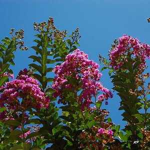 Baumblüte