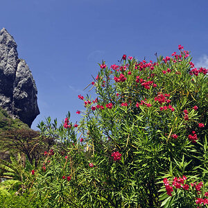 Morro do Pico - Fernando de Noronha