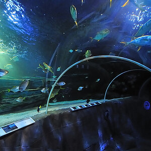 Sealife02