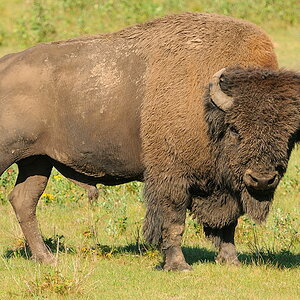 Bison