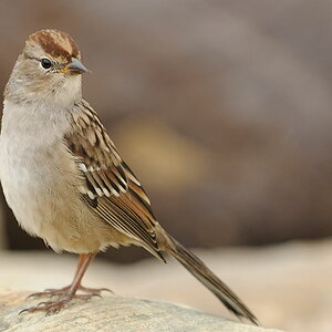 vogel3