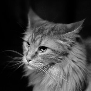 katze sw 0002 edited Edit