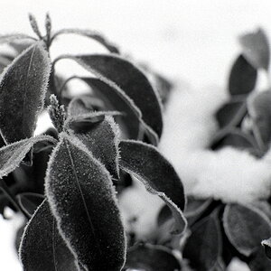 FP4 in Rodinal 1+25 bei 16°