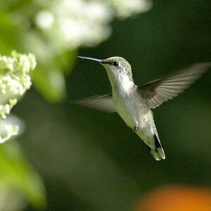 kolibri