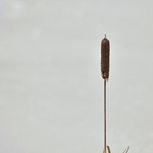 Schilf - 12/2009 -