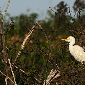 DSC6811 NF F
Everglades