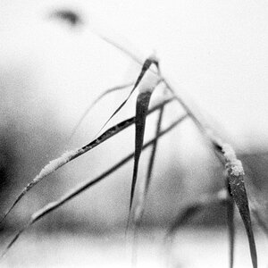 Gras 1
