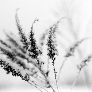 Gras 2