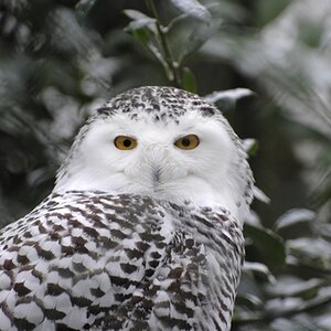 Schneeeule