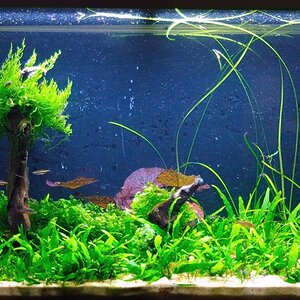 Stachelaalgarnelenbecken 1