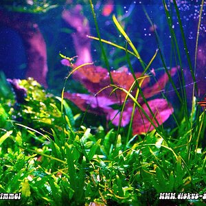 Stachelaalgarnelenbecken 1