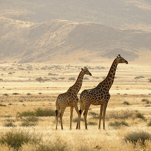 NFF Giraffe01