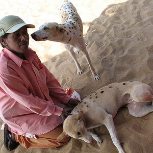 Beach dogs and Fruit seller in Calangute (Goa)