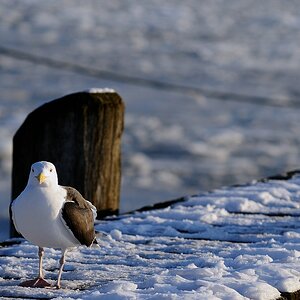 Travemünde tiefgekühlt7