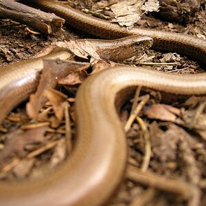 BlindschleicheDSCN7822