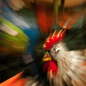 Weihnachtsmarkt, Zoomie