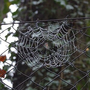 13.11.2008 Frankreich, les Deux Amantes, Spinne im taunassen Netz