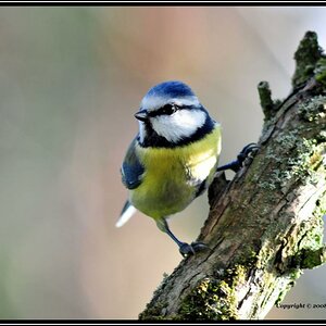 • Blaumeise •
Nikon D300 mit Nikkor AF 4,0/300mm IF D ED plus 2X Converter und Manfrotto Monopot 680B.
Originalgröße, das Bild ist unbeschnitten.