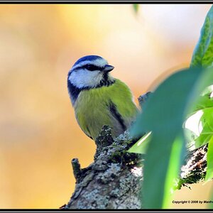 • Blaumeise •
Nikon D300 mit Nikkor AF 4,0/300mm IF D ED plus 2X Converter und Manfrotto Monopot 680B.
Originalgröße, das Bild ist unbeschnitten !