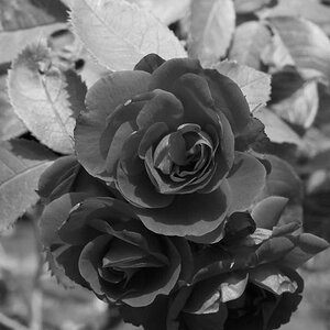 Rote Rose SW