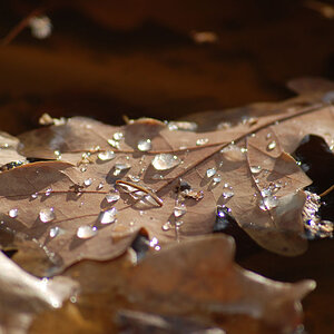 Blatt im Wasser