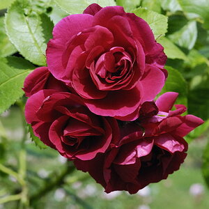 Rote Rose
