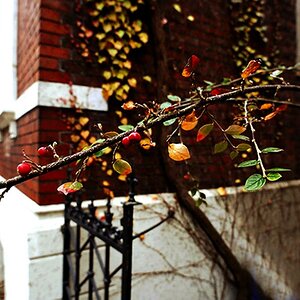 fruits of autumn