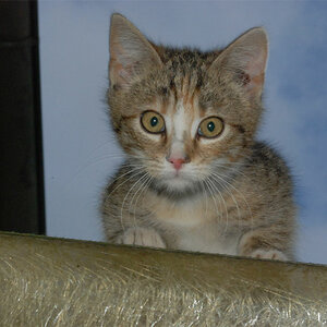 Miss Elli