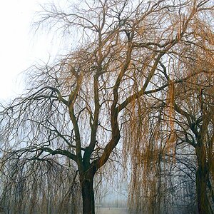 tree on a foggy lake
