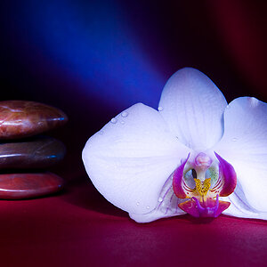 orchidee7