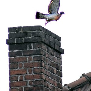 fly away
