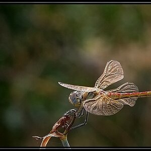 comp libelle gegenlich